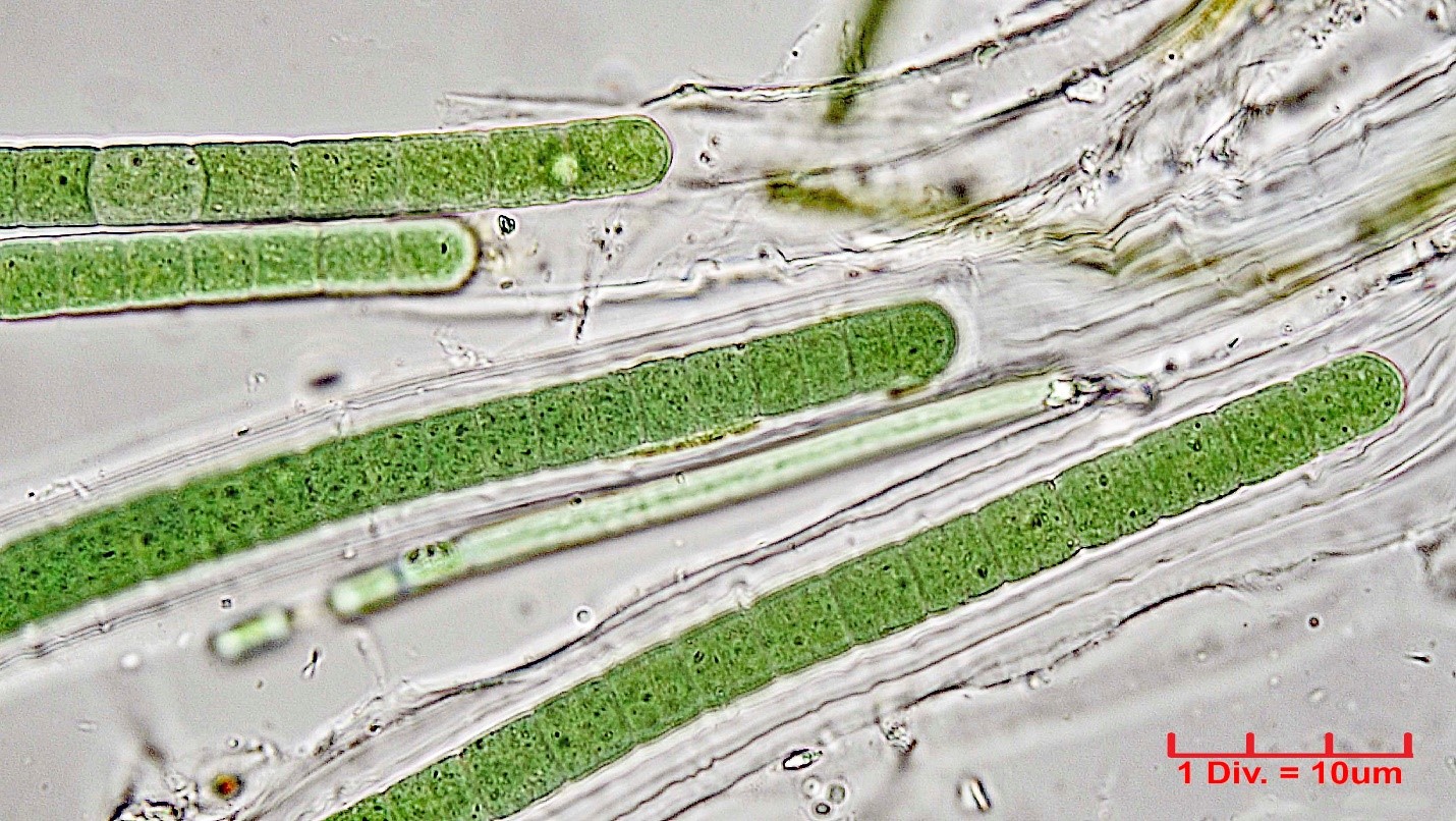 Cyanobacteria/Oscillatoriales/Microcoleaceae/Symplocastrum/muelleri/279.jpg