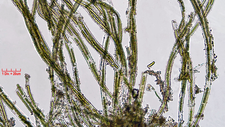 Cyanobacteria/Oscillatoriales/Oscillatoriaceae/Blenothrix/sp/209.png