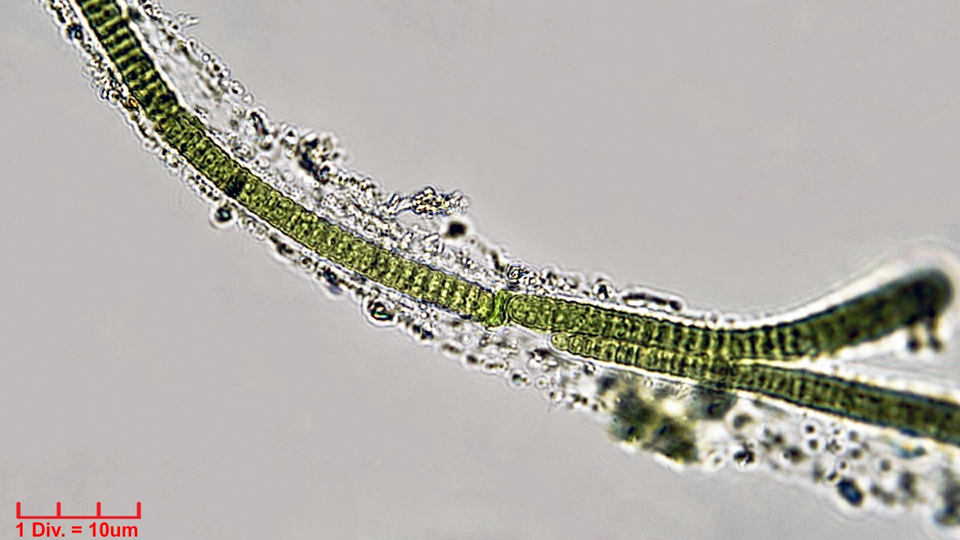 Cyanobacteria/Oscillatoriales/Oscillatoriaceae/Blenothrix/sp/212.png