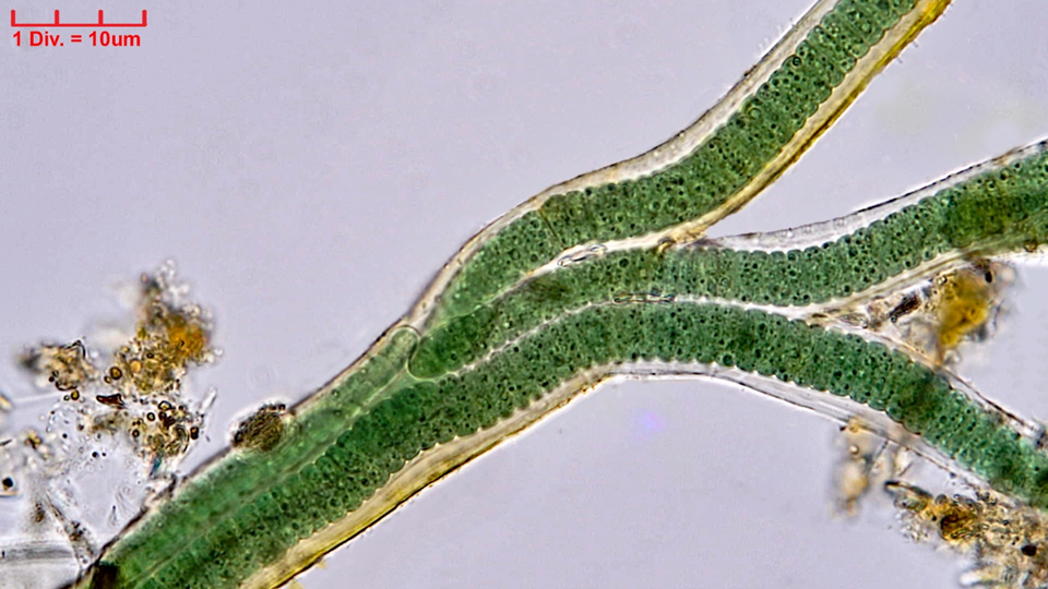 Cyanobacteria/Oscillatoriales/Oscillatoriaceae/Blenothrix/sp/213.png