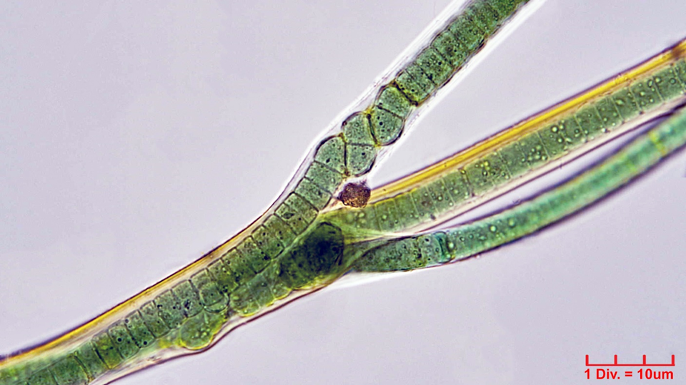 ./Cyanobacteria/Oscillatoriales/Oscillatoriaceae/Blenothrix/sp/214.png