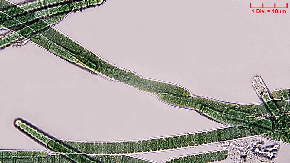 ././Cyanobacteria/Oscillatoriales/Oscillatoriaceae/Blenothrix/sp/215.png