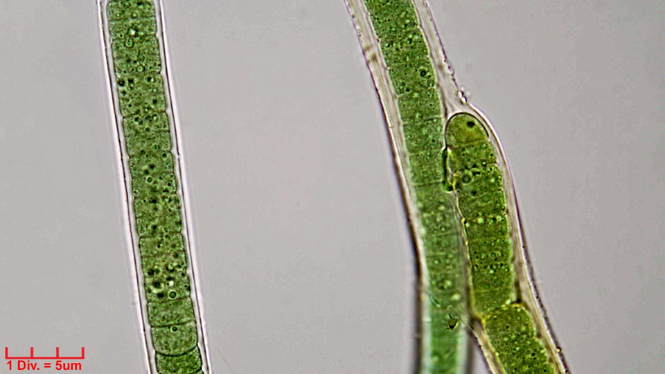 Cyanobacteria/Oscillatoriales/Oscillatoriaceae/Blenothrix/sp/216.png