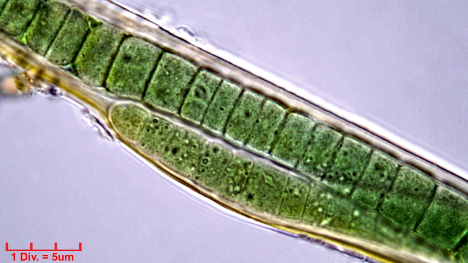 Cyanobacteria/Oscillatoriales/Oscillatoriaceae/Blenothrix/sp/217.png
