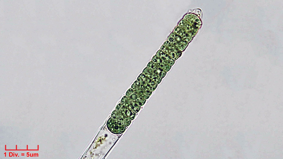././Cyanobacteria/Oscillatoriales/Oscillatoriaceae/Blenothrix/sp/219.png