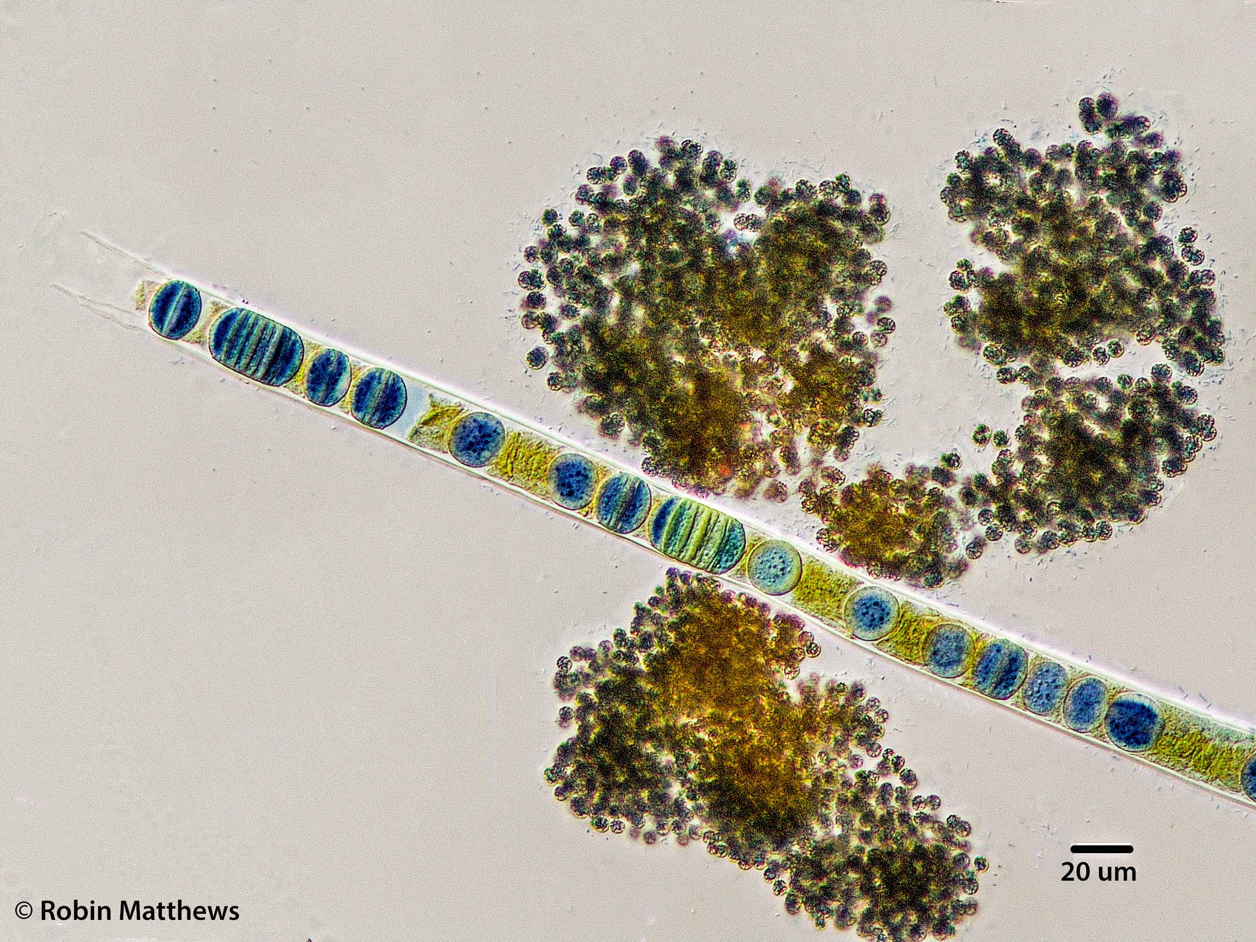 Cyanobacteria/Oscillatoriales/Oscillatoriaceae/Limnoraphis/birgei/195.jpg