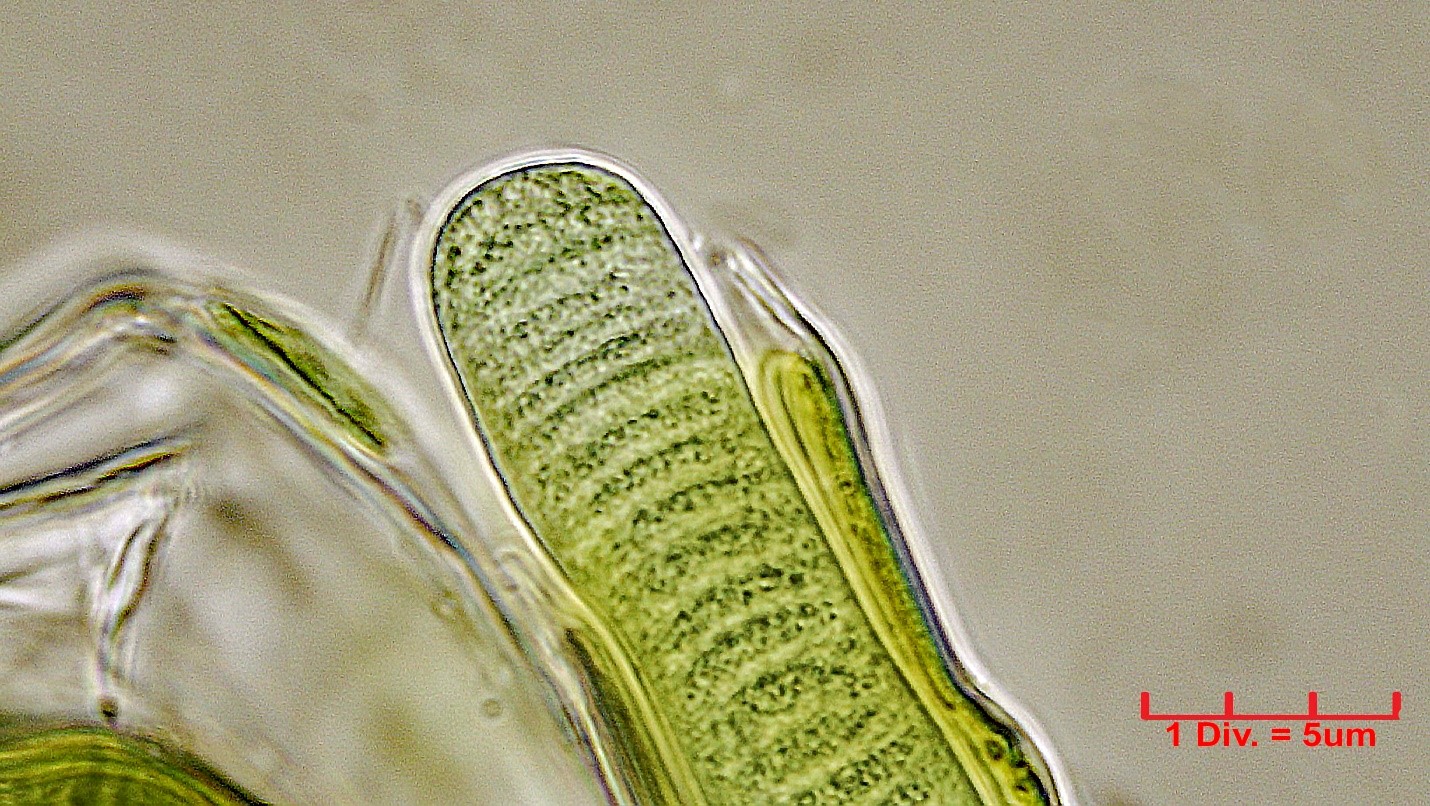 Cyanobacteria/Oscillatoriales/Oscillatoriaceae/Lyngbya/aestuarii/204.jpg