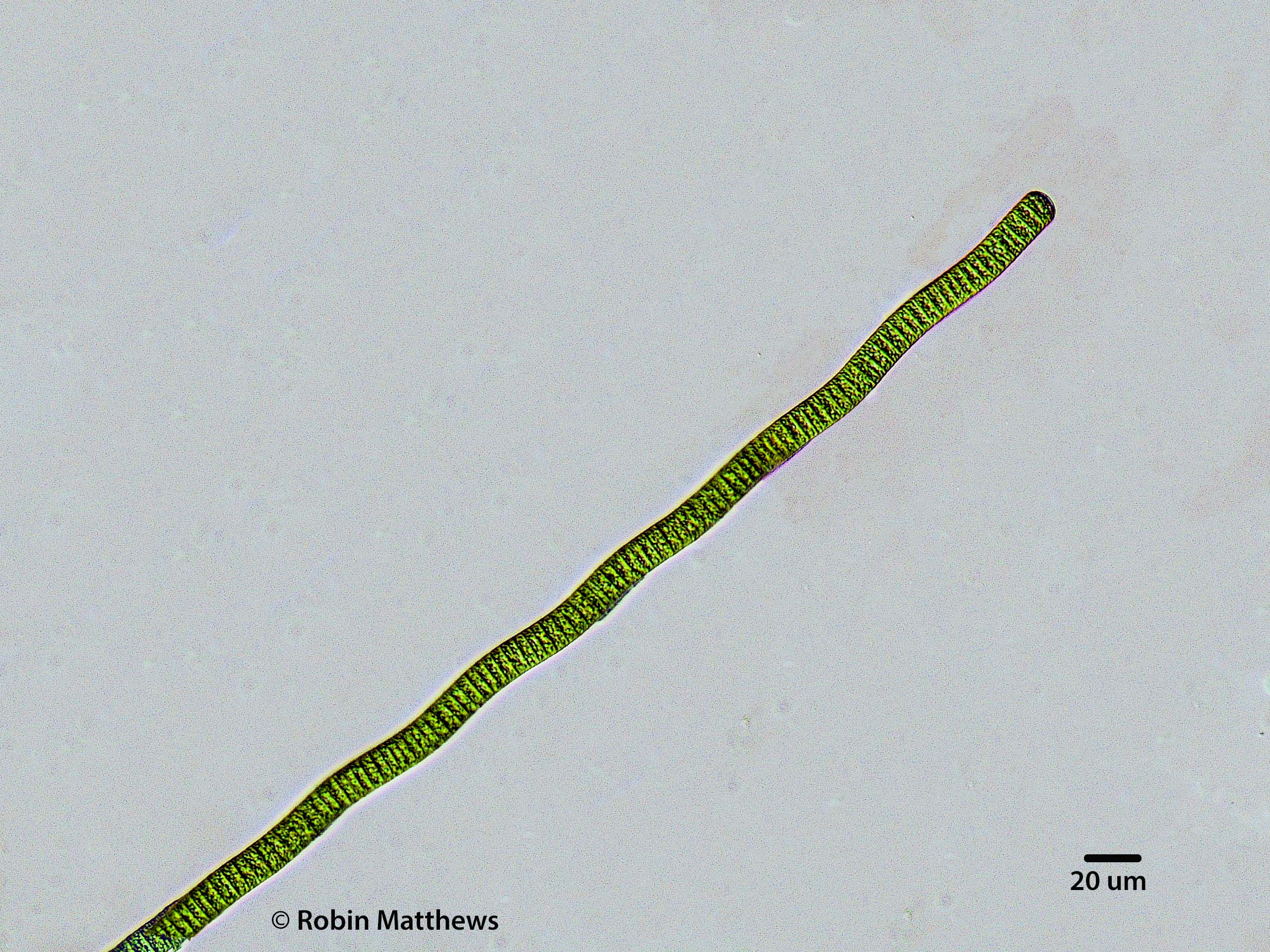 Cyanobacteria/Oscillatoriales/Oscillatoriaceae/Oscillatoria/curviceps/178.jpg