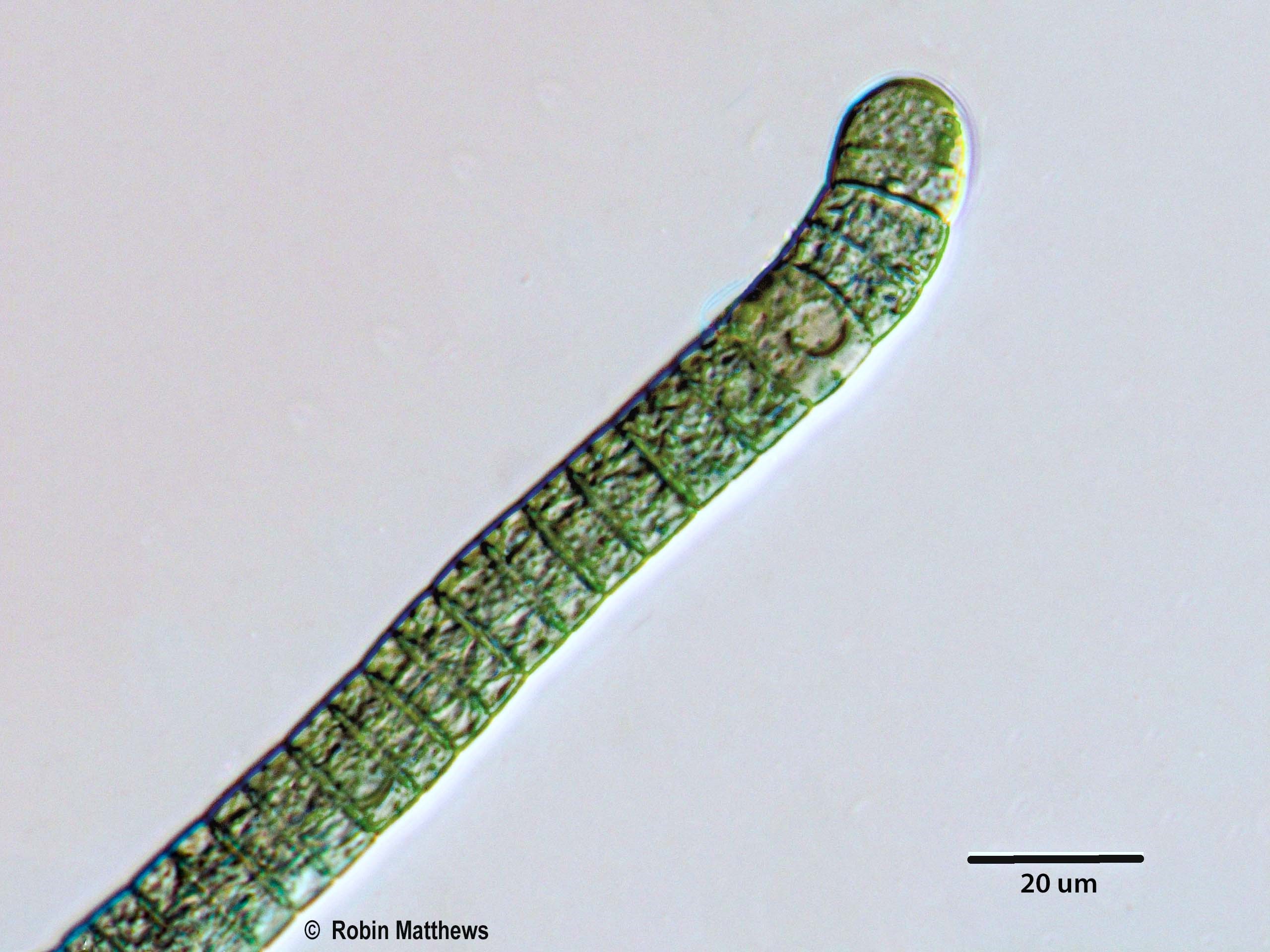 Cyanobacteria/Oscillatoriales/Oscillatoriaceae/Oscillatoria/curviceps/179.jpg