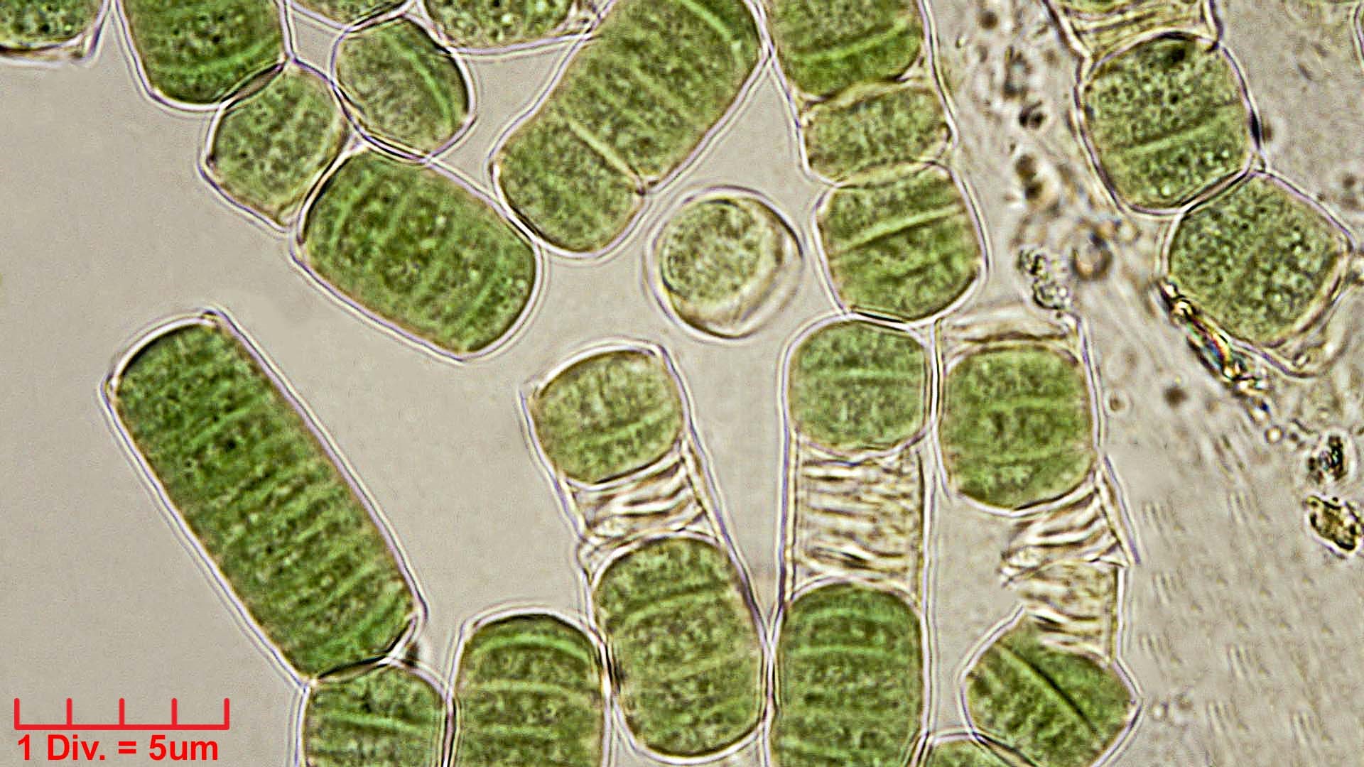 Cyanobacteria/Oscillatoriales/Oscillatoriaceae/Oscillatoria/curviceps/180.jpg