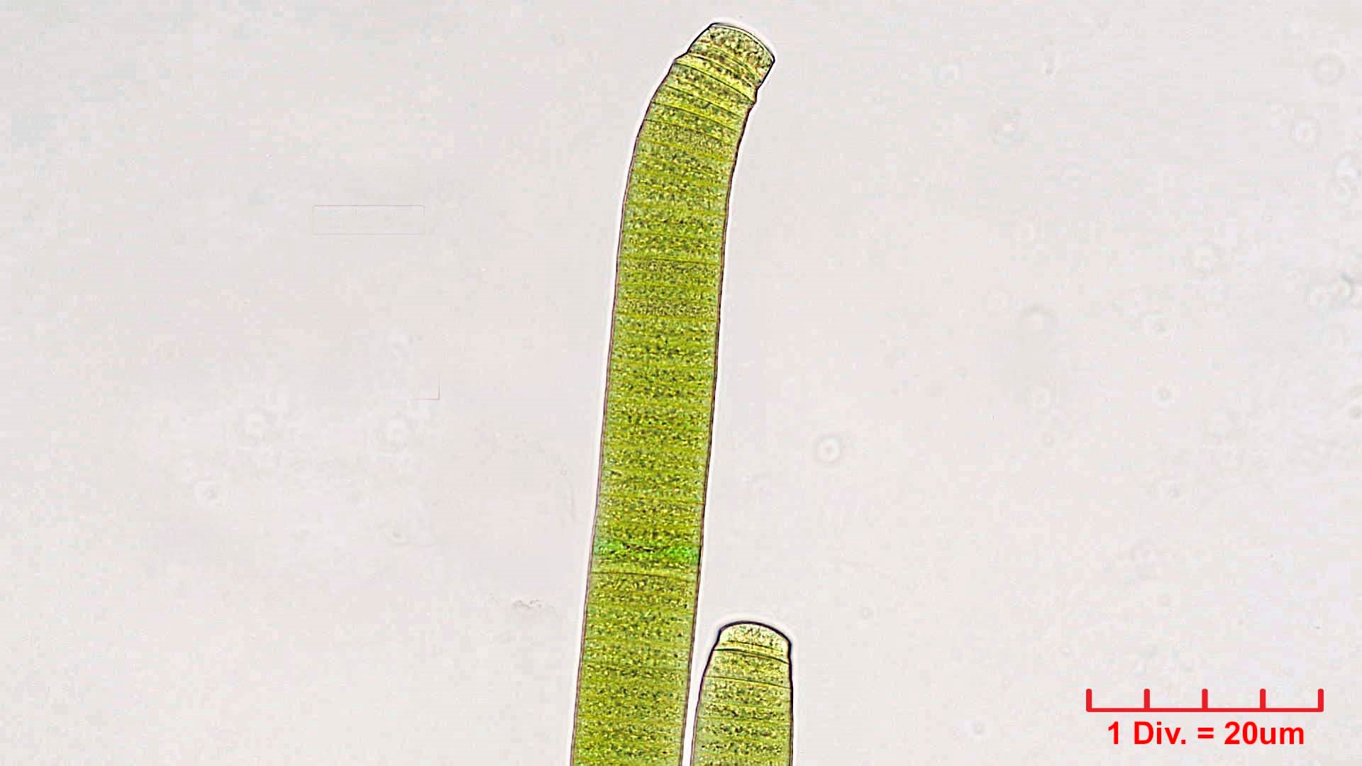 Cyanobacteria/Oscillatoriales/Oscillatoriaceae/Oscillatoria/princeps/167.jpg