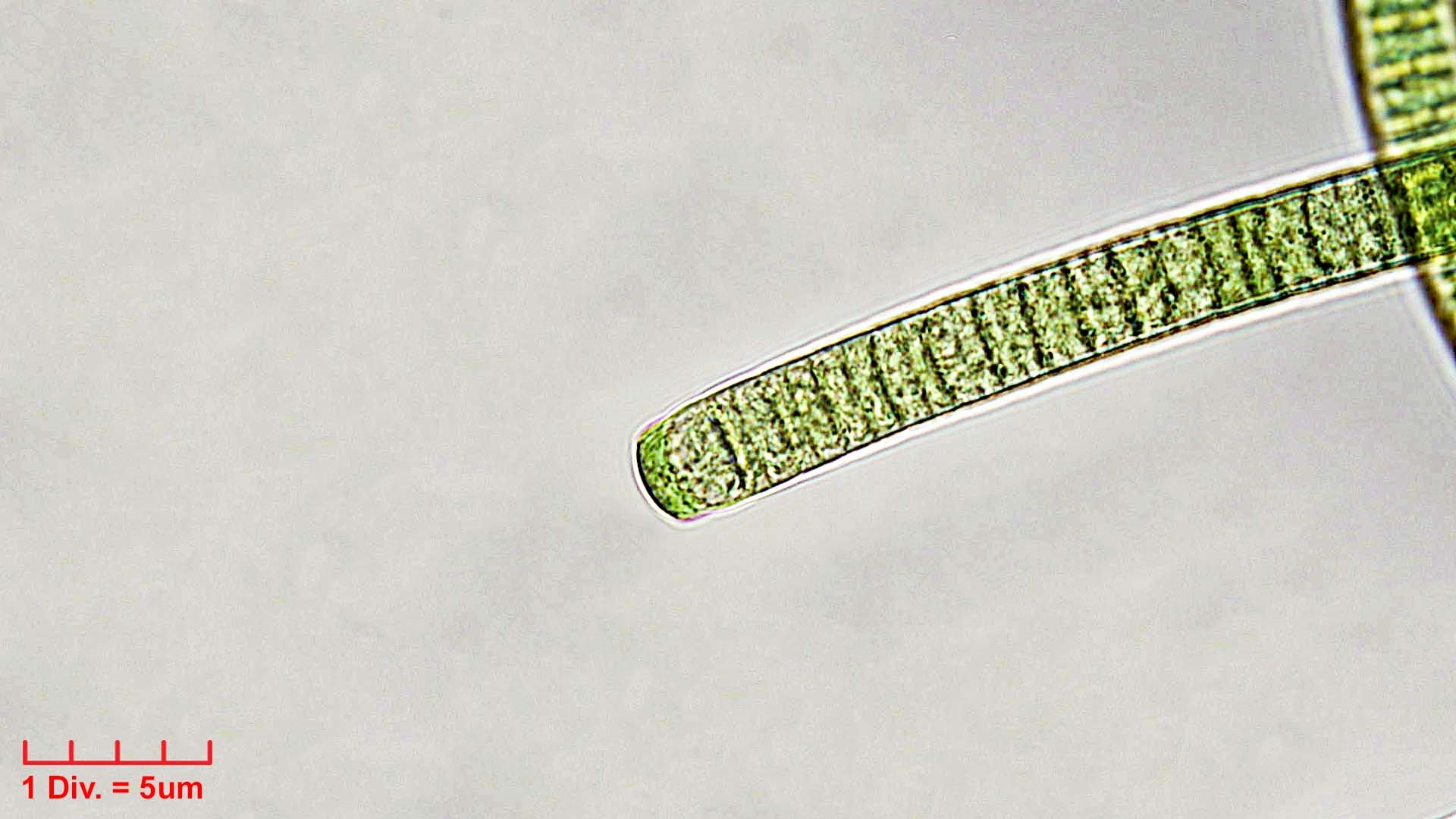 Cyanobacteria/Oscillatoriales/Oscillatoriaceae/Phormidium/irriguum/226.jpg