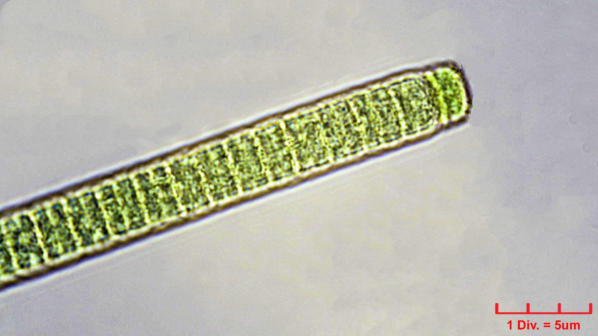 Cyanobacteria/Oscillatoriales/Oscillatoriaceae/Phormidium/irriguum/228.jpg