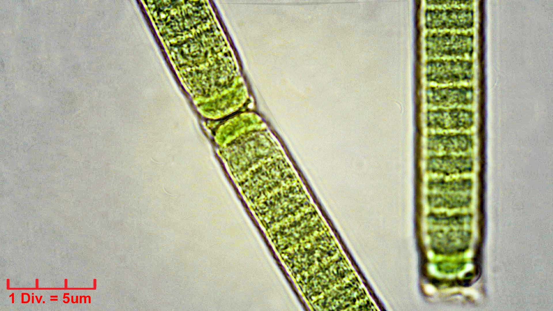 Cyanobacteria/Oscillatoriales/Oscillatoriaceae/Phormidium/irriguum/230.jpg