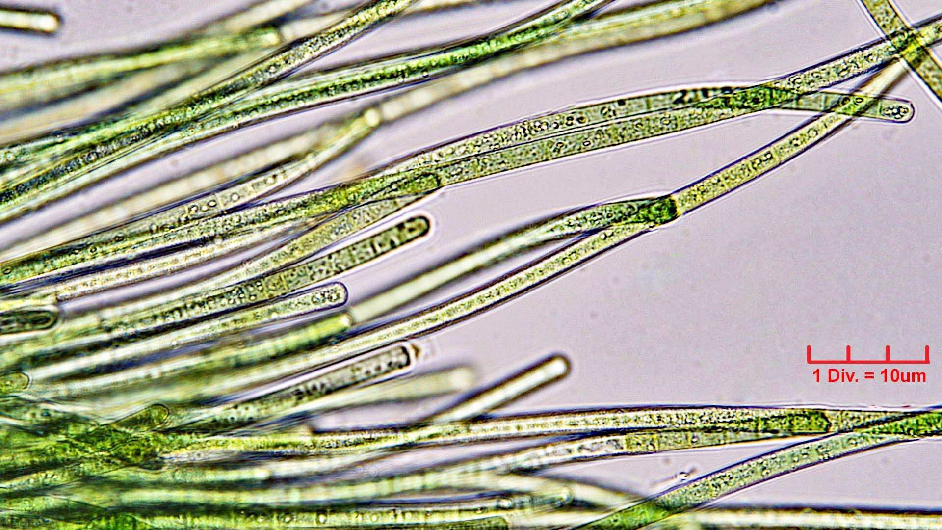 ././Cyanobacteria/Oscillatoriales/Oscillatoriaceae/Phormidium/retzii/231.jpg