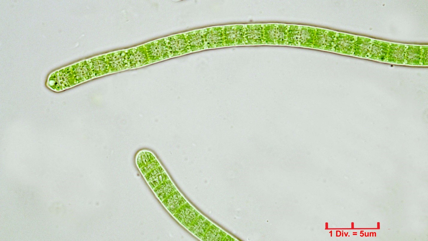 Cyanobacteria/Oscillatoriales/Oscillatoriaceae/Phormidium/sp/221.jpg