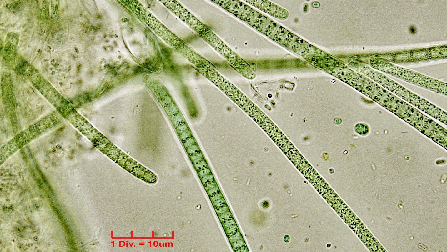 Cyanobacteria/Oscillatoriales/Oscillatoriaceae/Phormidium/subuliforme/224.jpg