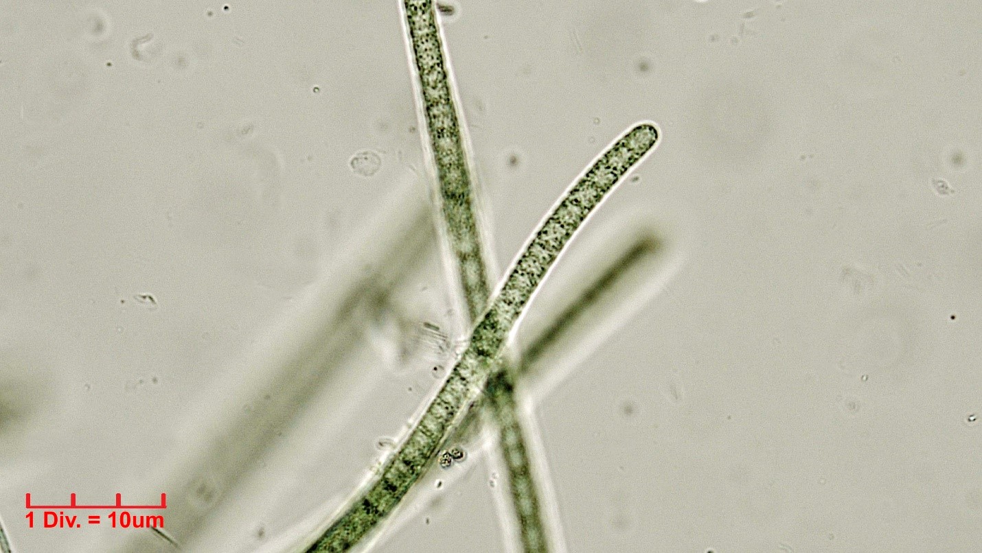 ./Cyanobacteria/Oscillatoriales/Oscillatoriaceae/Phormidium/subuliforme/225.jpg