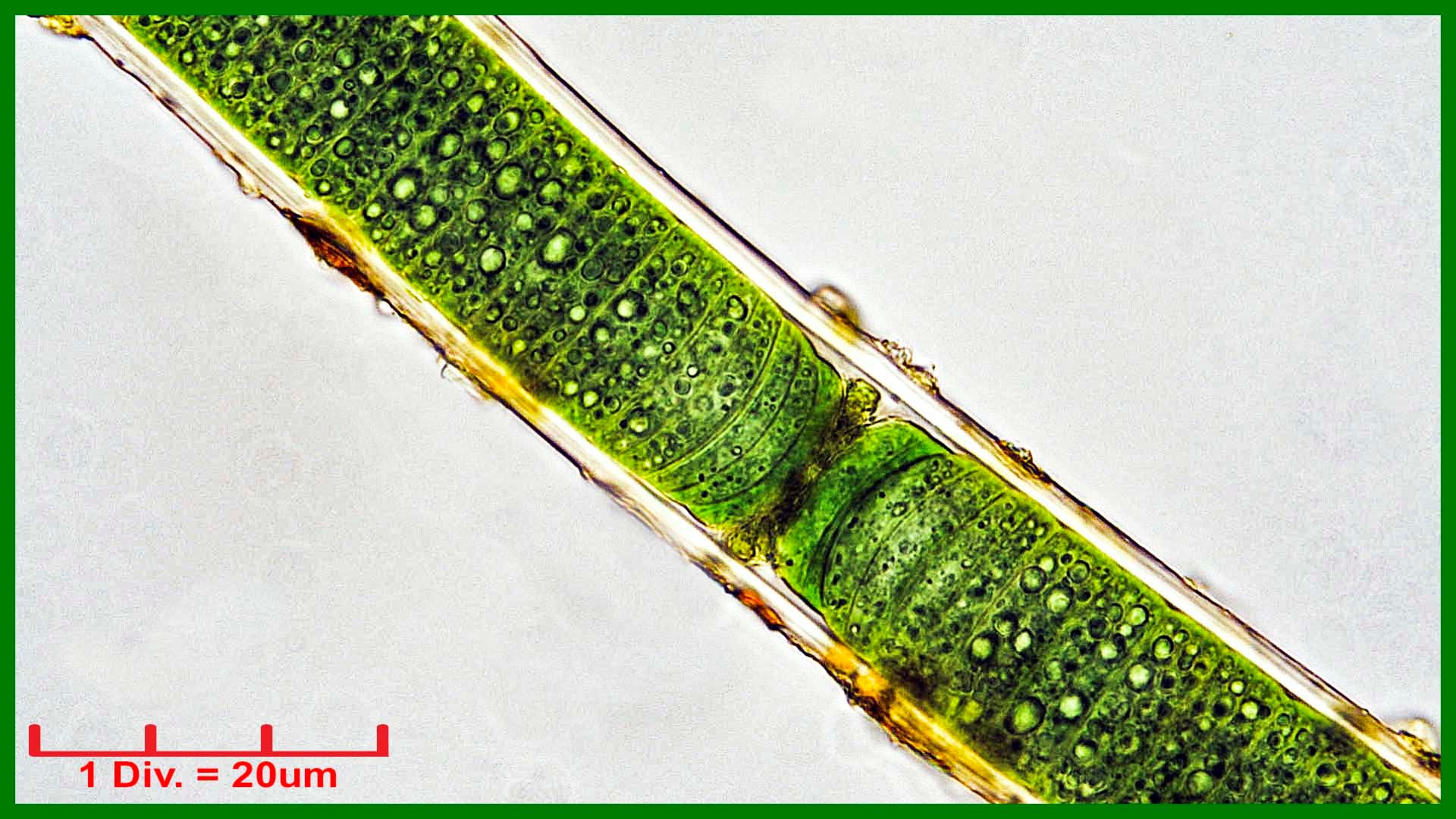 Cyanobacteria/Oscillatoriales/Oscillatoriaceae/Plectonema/wollei/205.jpg