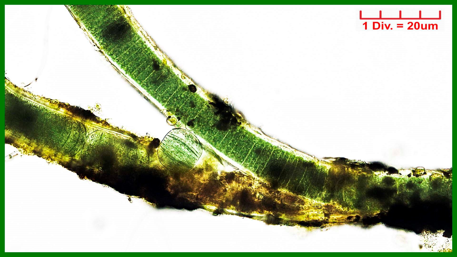 Cyanobacteria/Oscillatoriales/Oscillatoriaceae/Plectonema/wollei/206.jpg