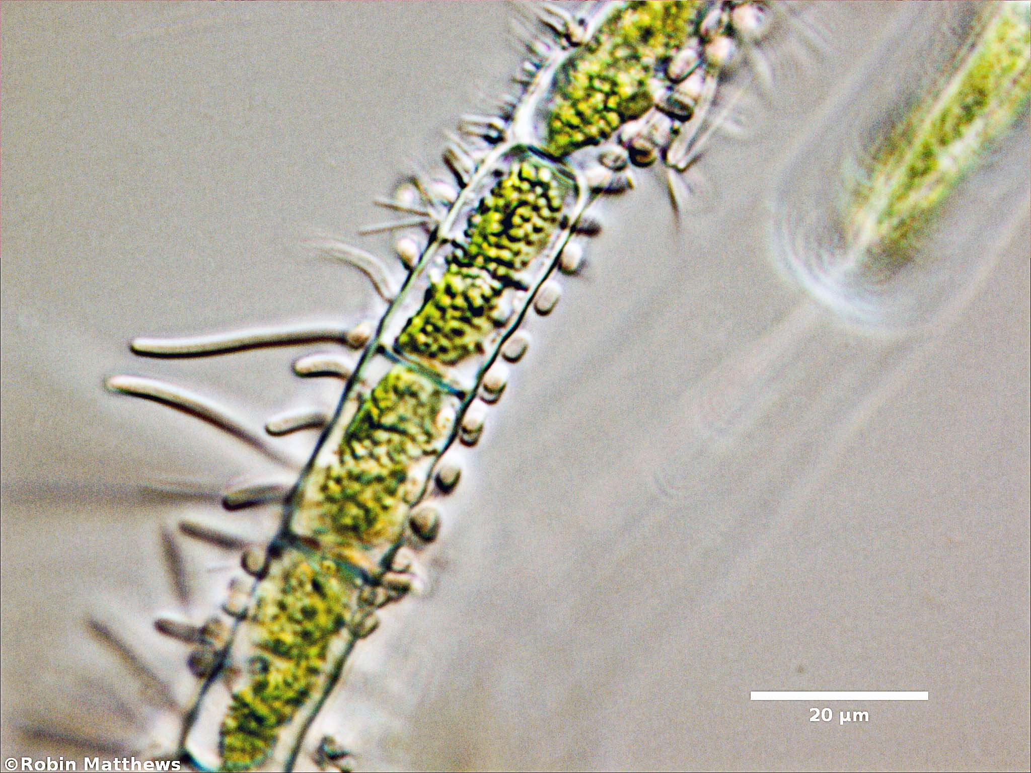 Cyanobacteria/Synechococcales/Chamaesiphonaceae/Cyanophanon/mirable/90.jpg
