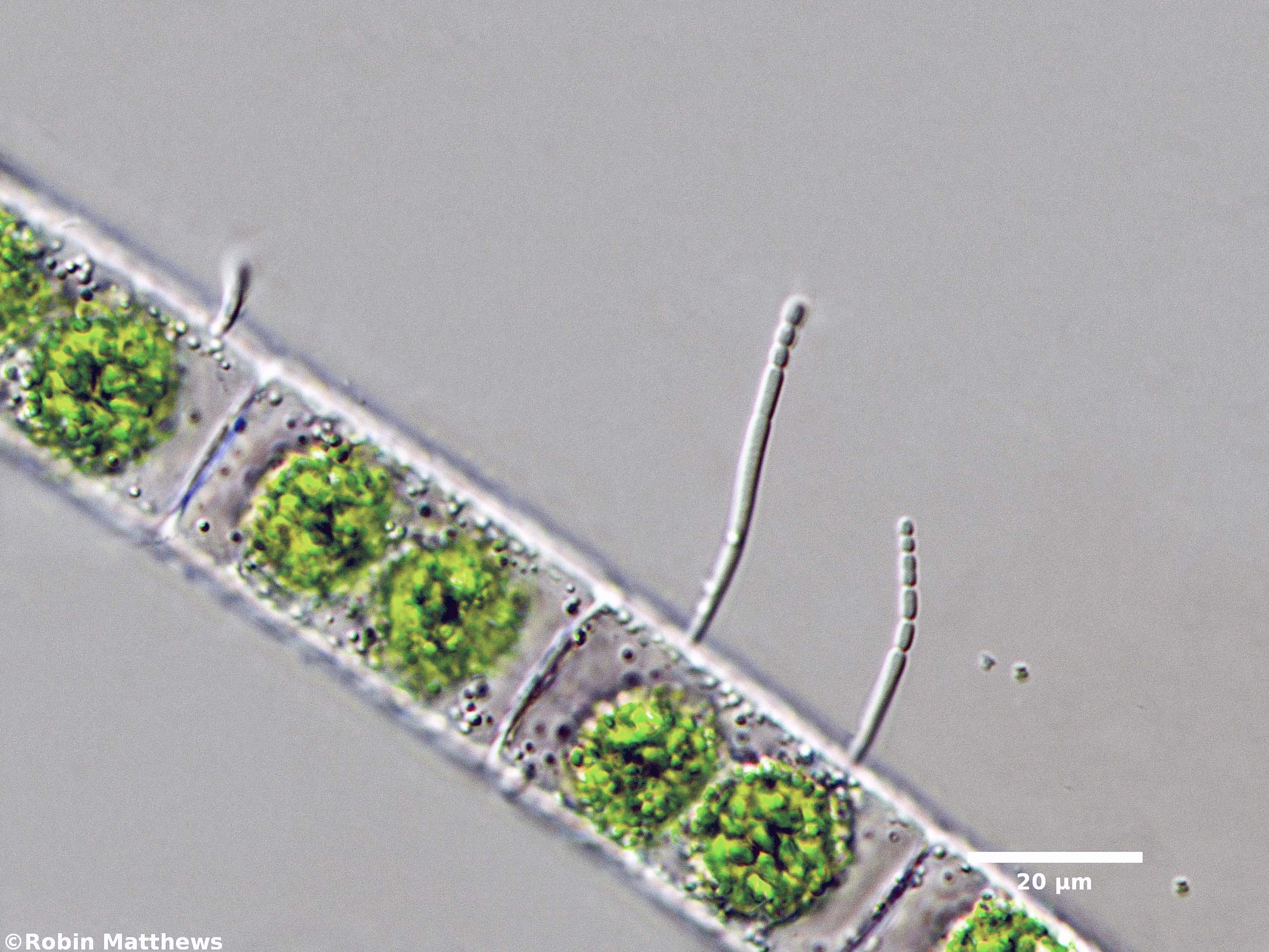 Cyanobacteria/Synechococcales/Chamaesiphonaceae/Cyanophanon/sp/87.jpg
