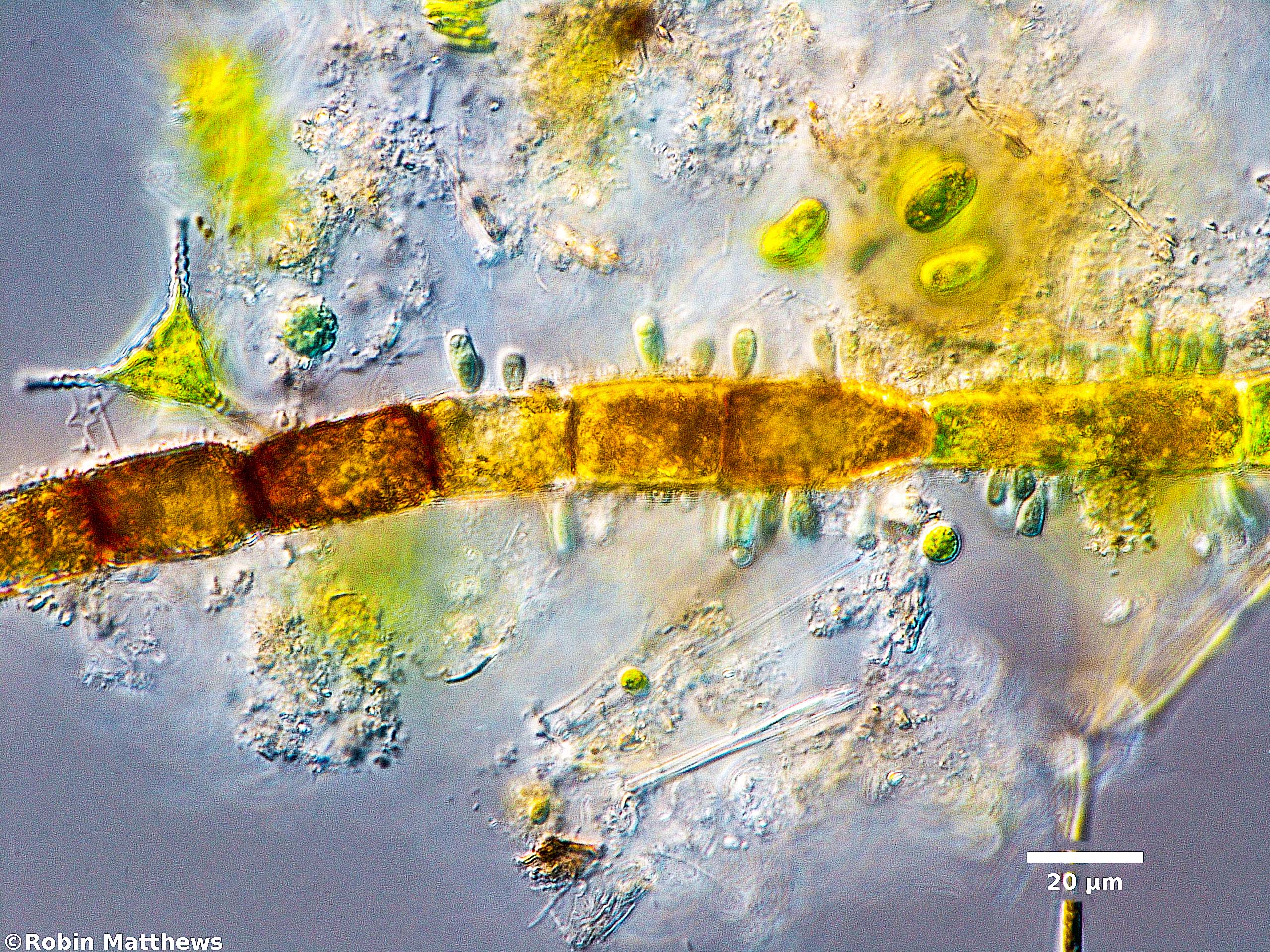 Cyanobacteria/Synechococcales/Chamaesiphonaceae/Geitlerbactron/periphyticum/93.jpg