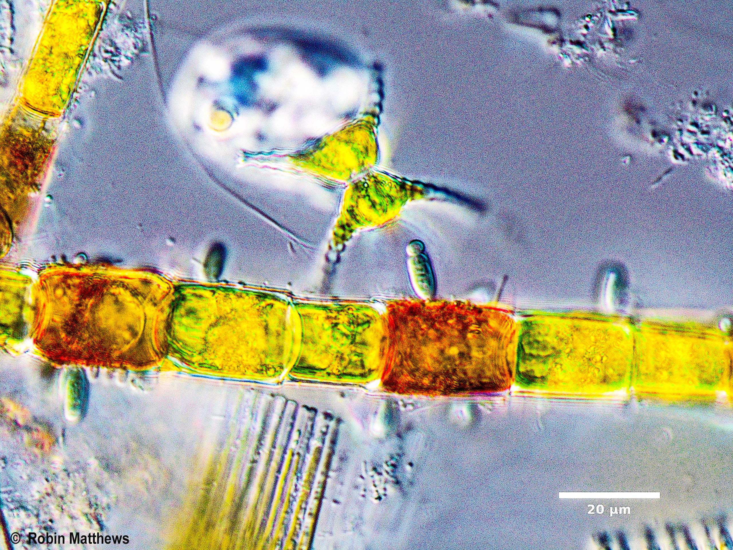 ./././Cyanobacteria/Synechococcales/Chamaesiphonaceae/Geitlerbactron/periphyticum/94.jpg