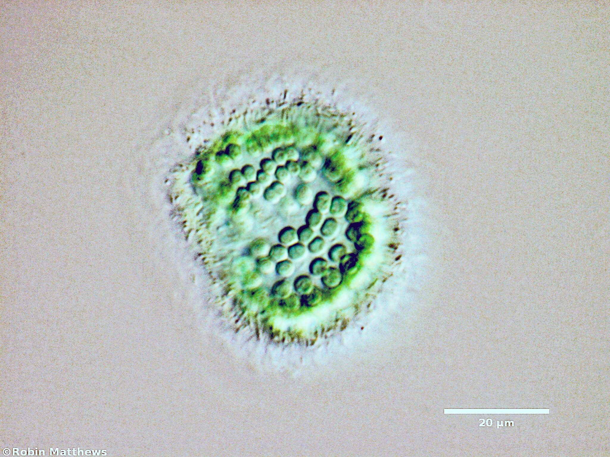 Cyanobacteria/Synechococcales/Coleosphaeriaceae/Coelomoron/sp/100.jpg