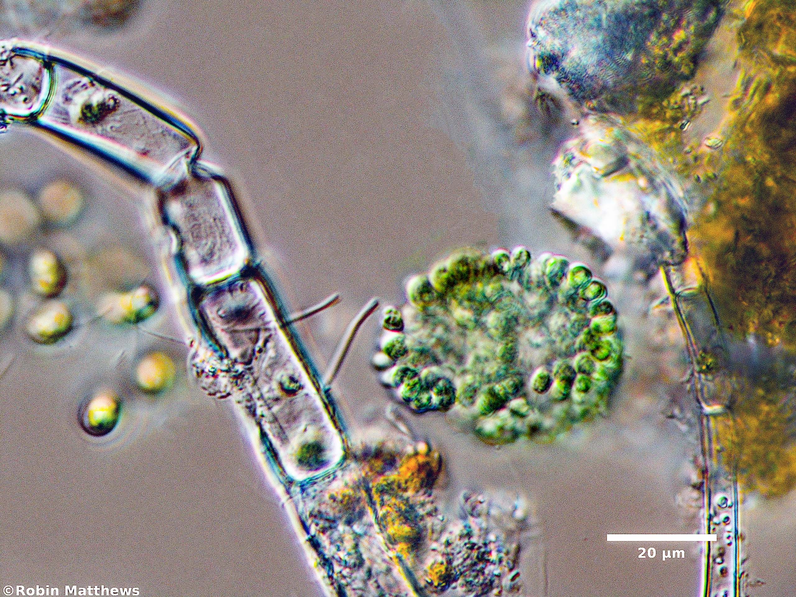 ./Cyanobacteria/Synechococcales/Coleosphaeriaceae/Coelomoron/sp/101.jpg