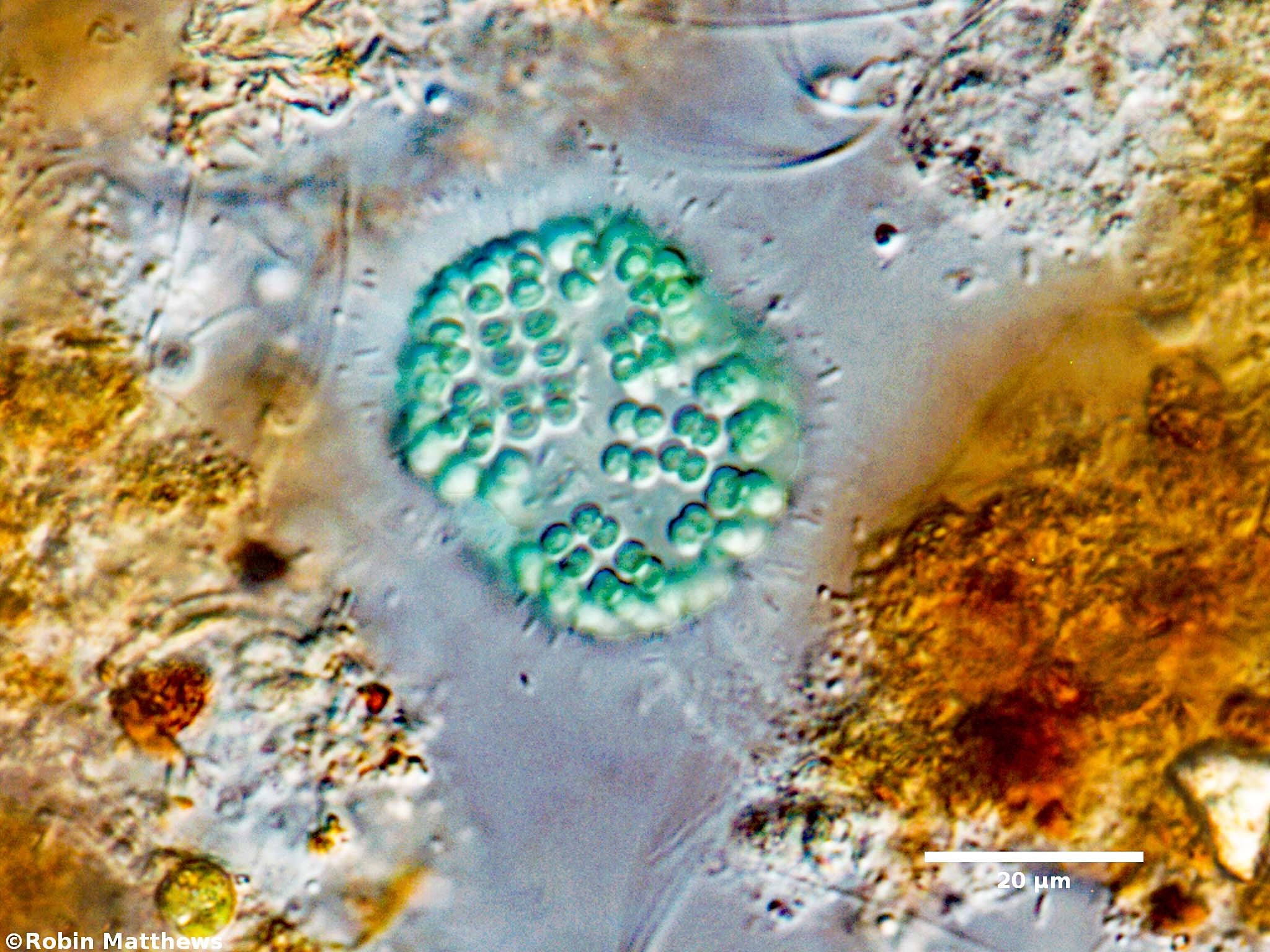././Cyanobacteria/Synechococcales/Coleosphaeriaceae/Coelomoron/sp/98.jpg