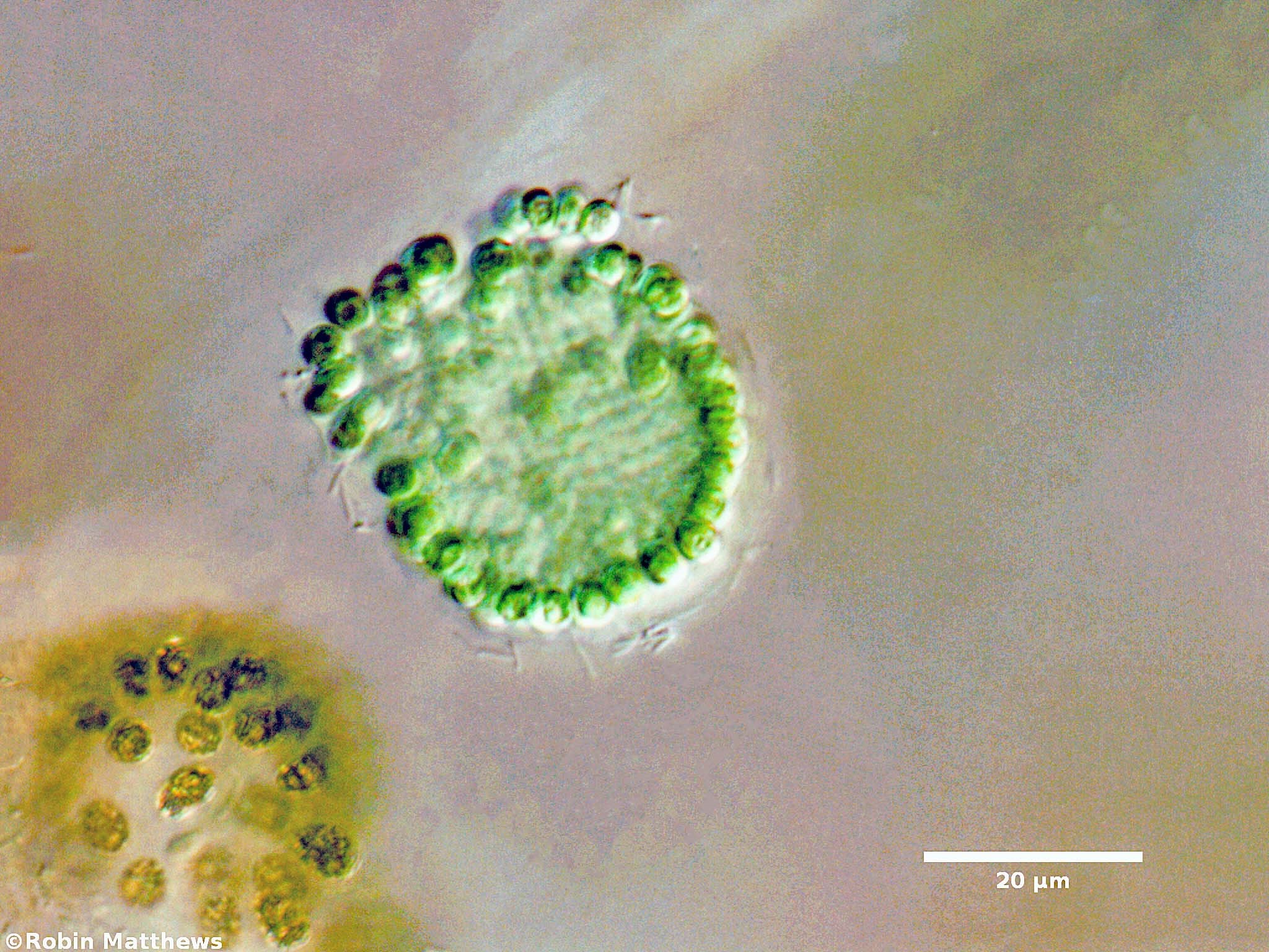 ./././Cyanobacteria/Synechococcales/Coleosphaeriaceae/Coelomoron/sp/99.jpg