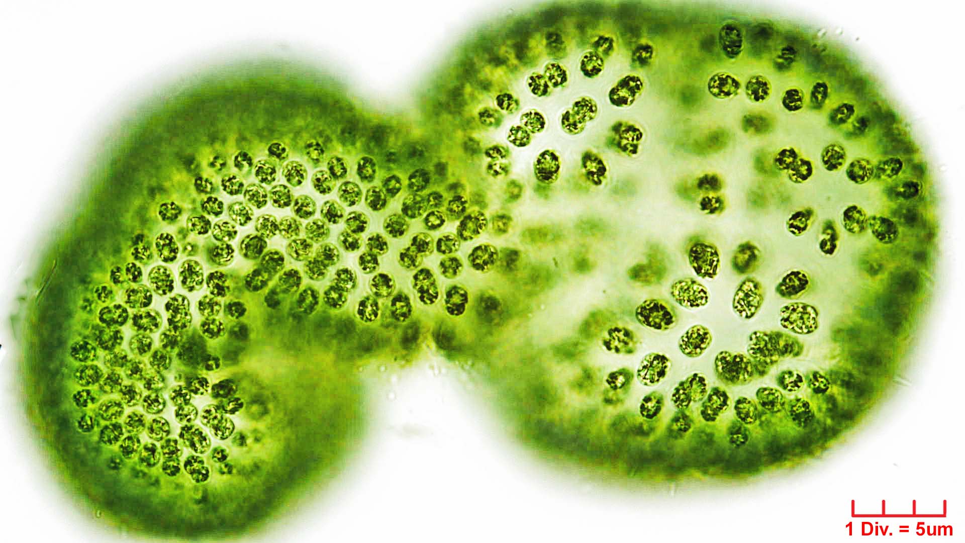 ./././Cyanobacteria/Synechococcales/Coleosphaeriaceae/Woronichinia/naegeliana/106.jpg