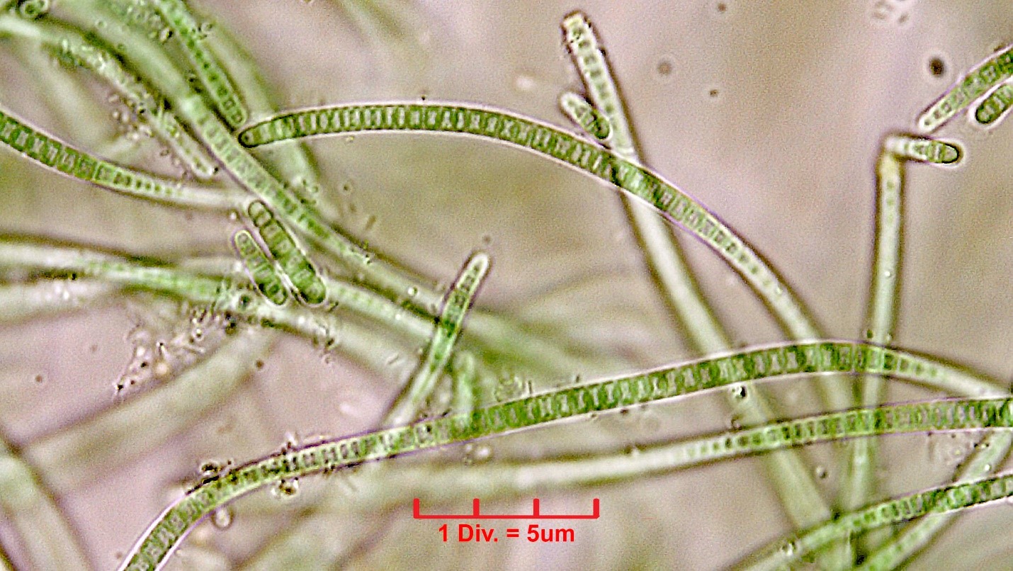 Cyanobacteria/Synechococcales/Leptolyngbyaceae/Leptolyngbya/foveolarum_cf/120.jpg