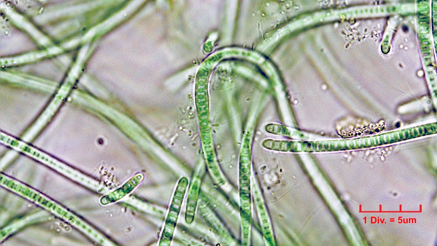 Cyanobacteria/Synechococcales/Leptolyngbyaceae/Leptolyngbya/foveolarum_cf/122.jpg