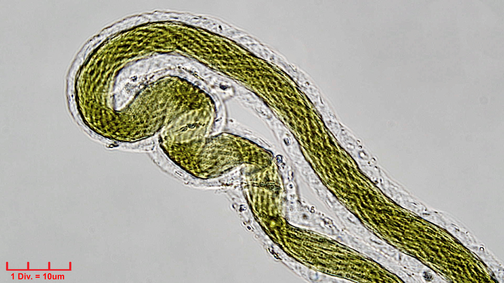 Cyanobacteria/Synechococcales/Leptolyngbyaceae/Trichocoleus/acutissimus/123.jpg