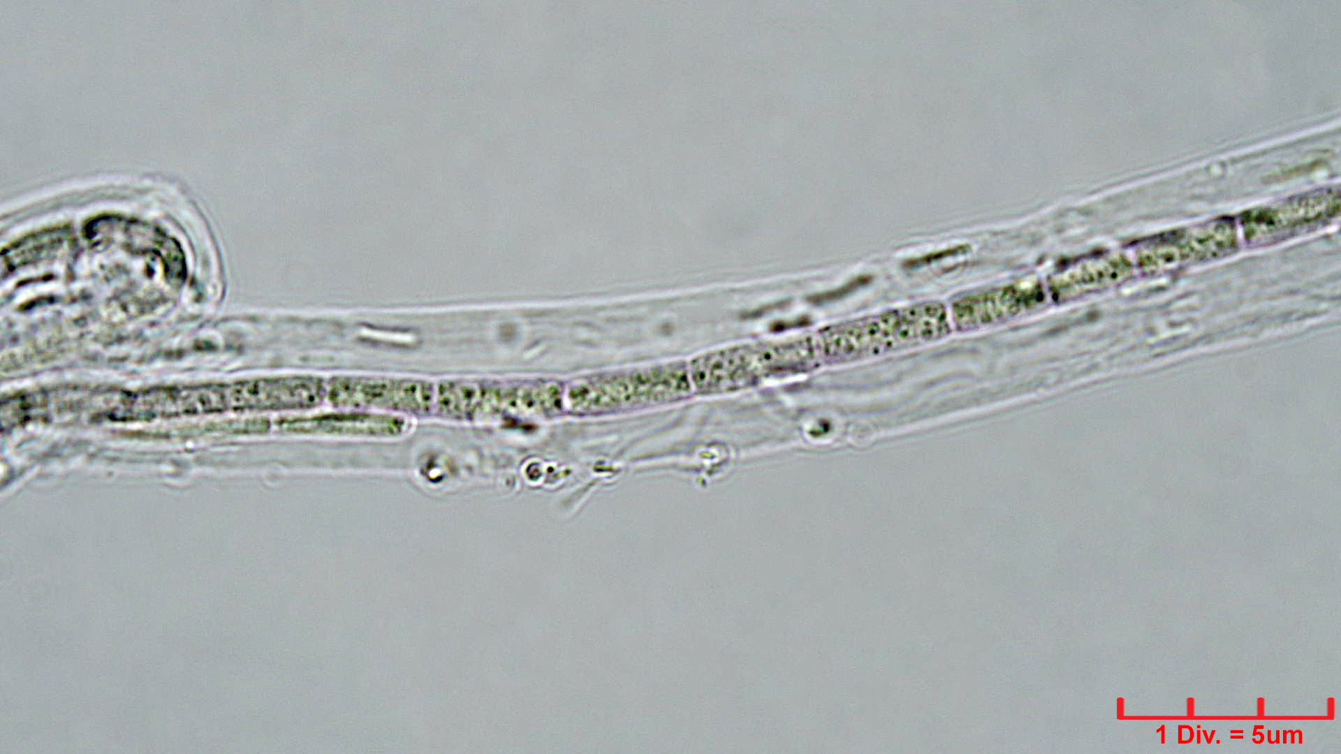 Cyanobacteria/Synechococcales/Leptolyngbyaceae/Trichocoleus/acutissimus/125.jpg