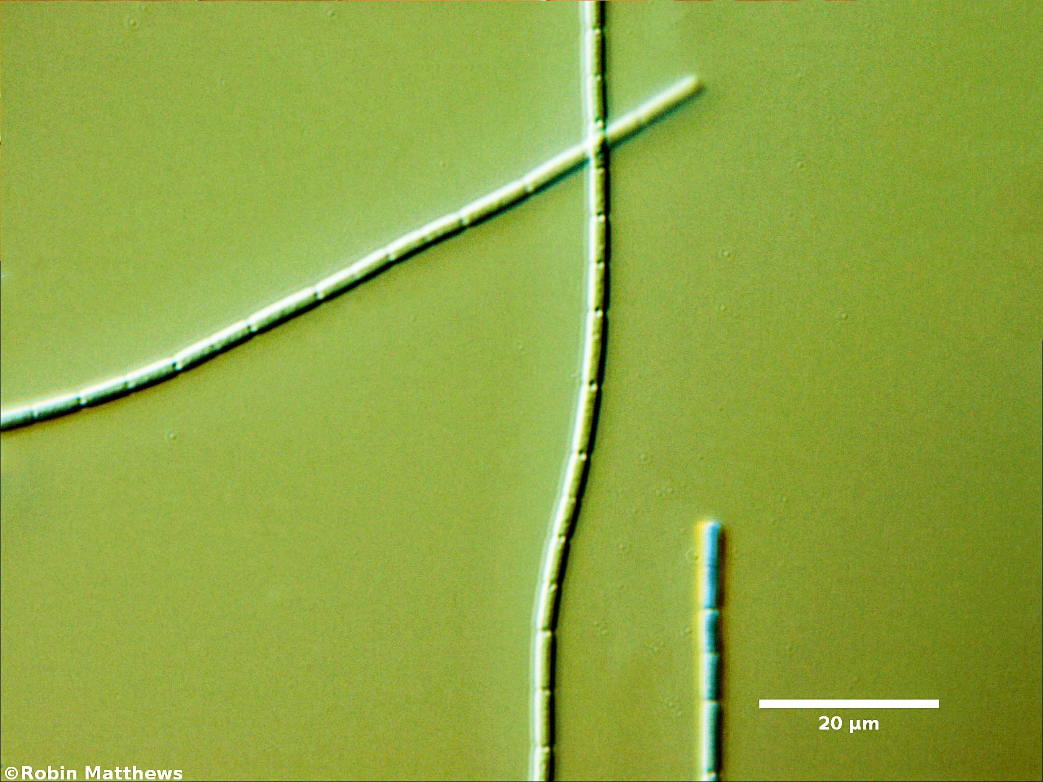 Cyanobacteria/Synechococcales/Pseudanabaenaceae/Pseudanabaena/catenata/134.jpg
