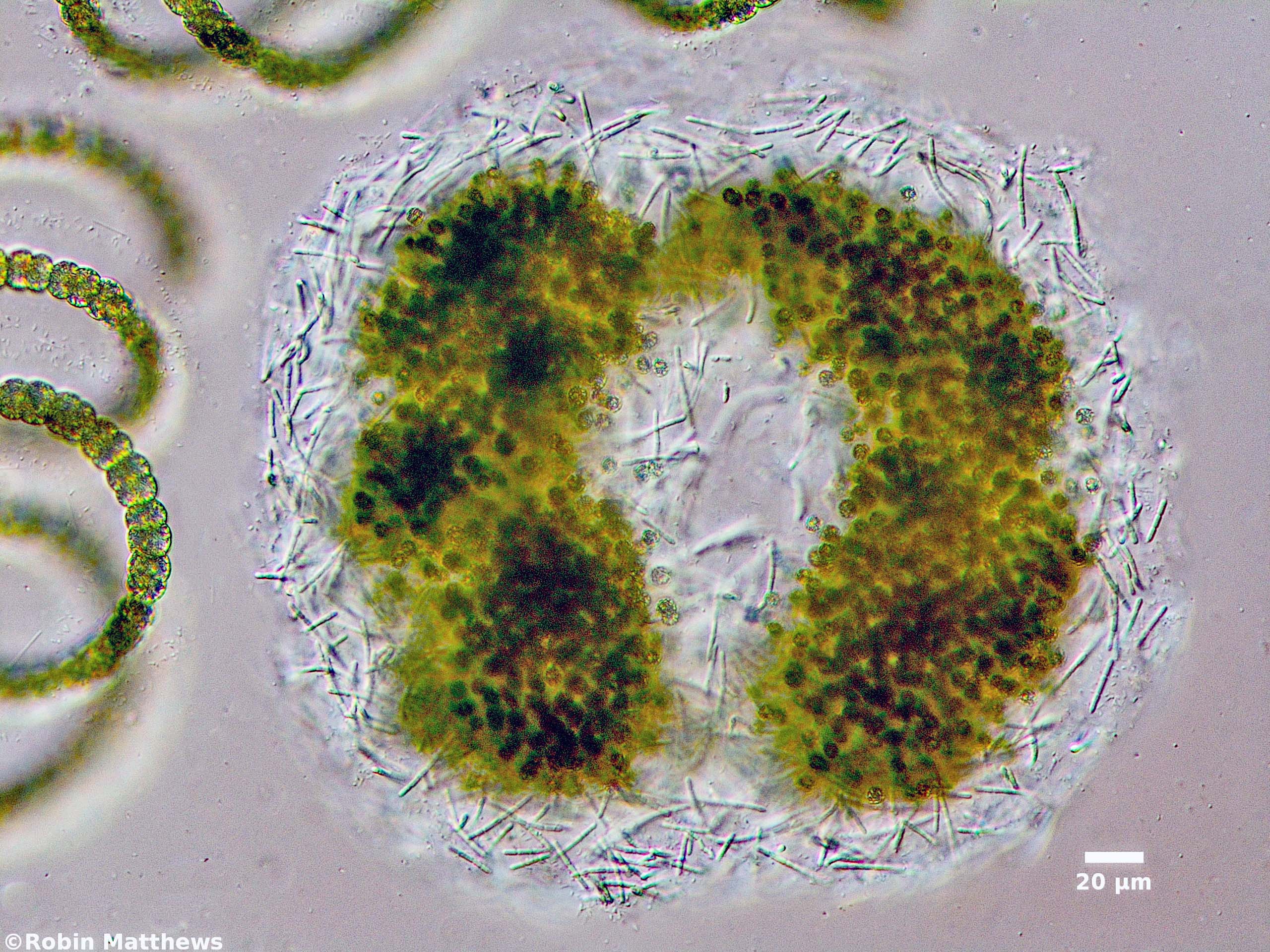 ././Cyanobacteria/Synechococcales/Pseudanabaenaceae/Pseudanabaena/mucicola/136.jpg