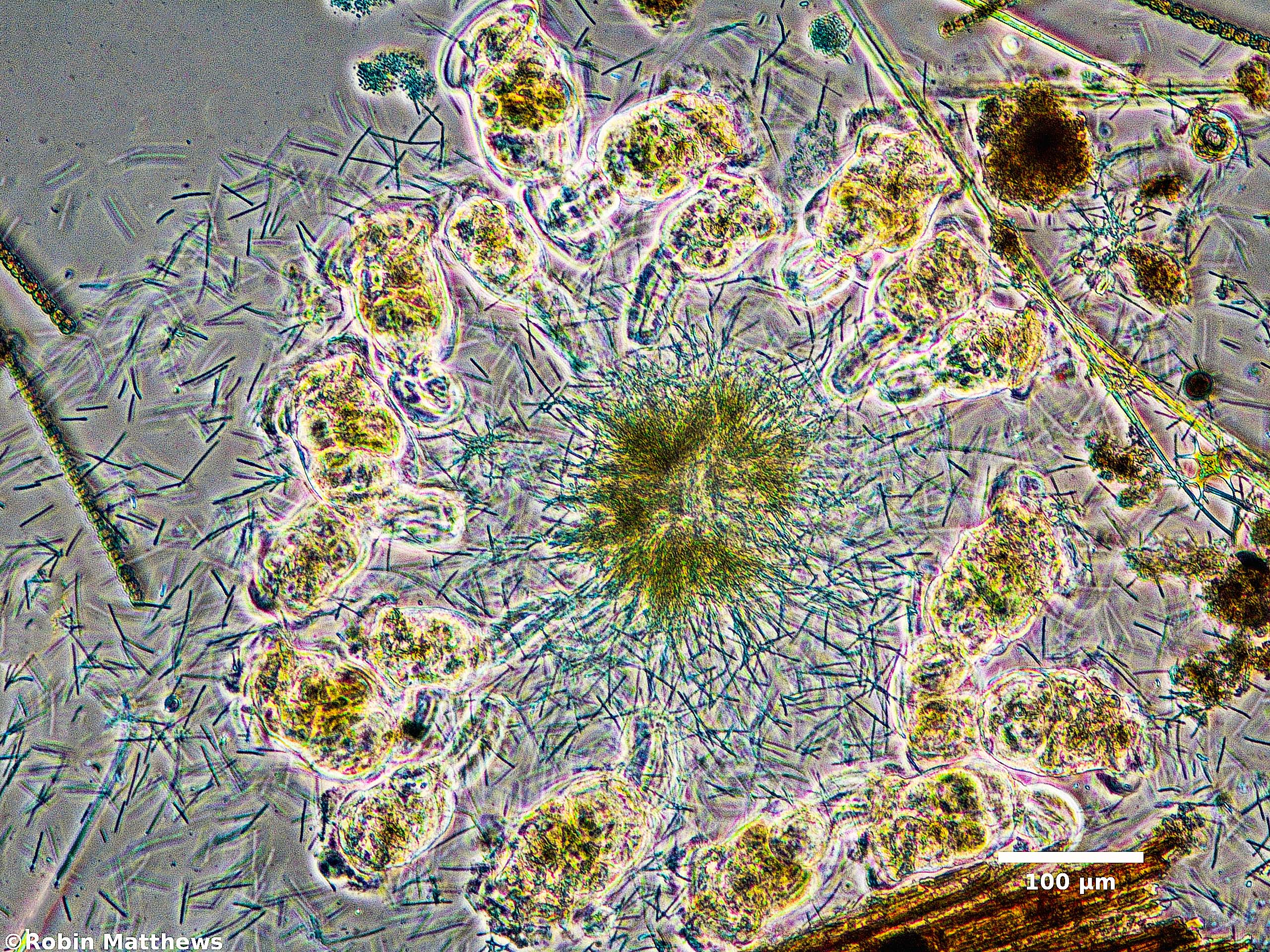 Cyanobacteria/Synechococcales/Pseudanabaenaceae/Pseudanabaena/sp/130.jpg