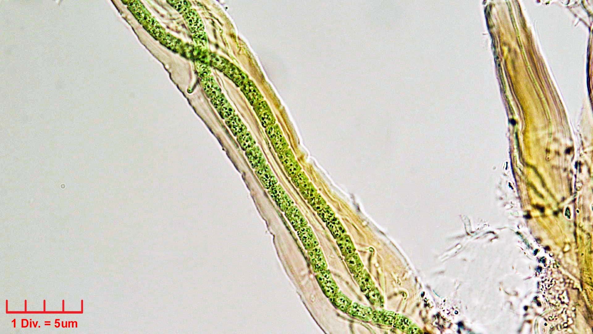Cyanobacteria/Synechococcales/Schizotrichaceae/Dasygloea/lamyi/146.jpg