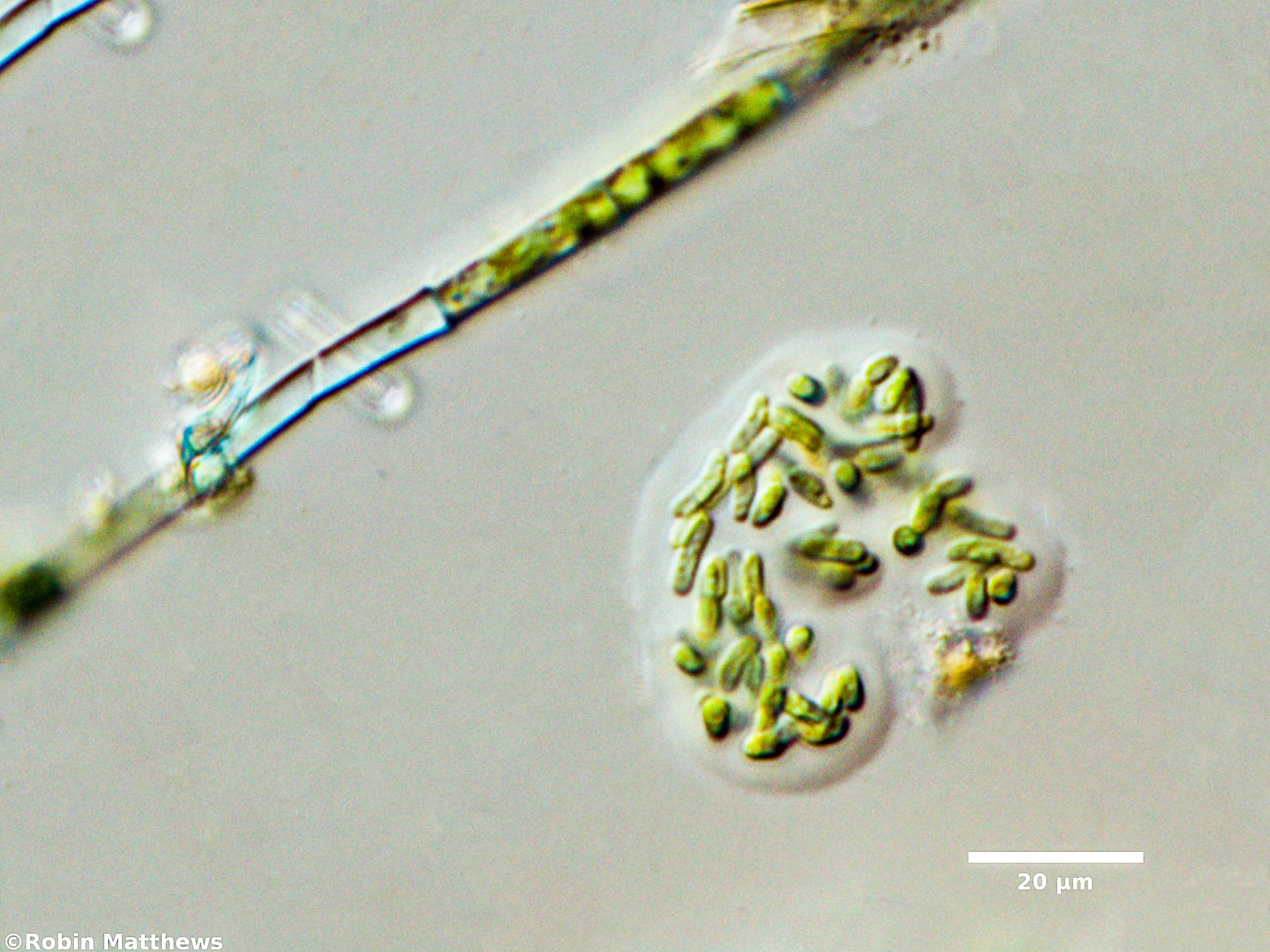 ././Cyanobacteria/Synechococcales/Synechococcaceae/Rhabdogloea/linearis/72.jpg